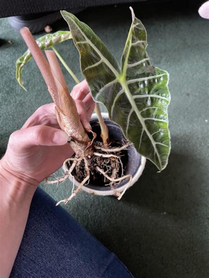Alocasia amazonica - How To Discuss