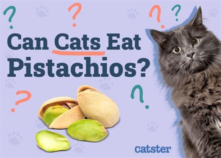 Are cats allowed pistachios