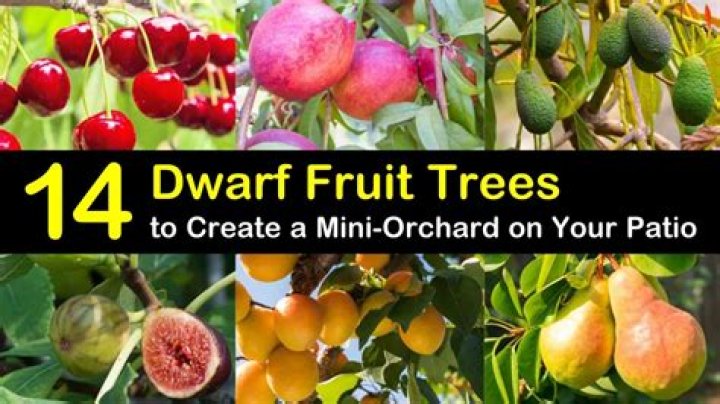 Are dwarf fruit trees GMO