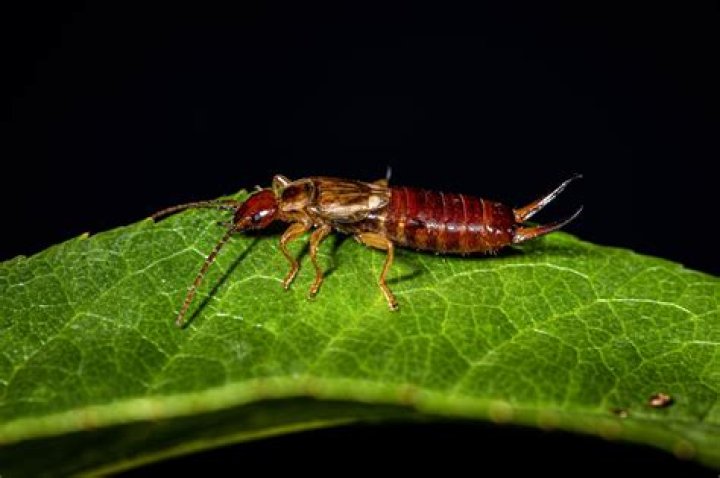 Are earwigs dangerous - How To Discuss