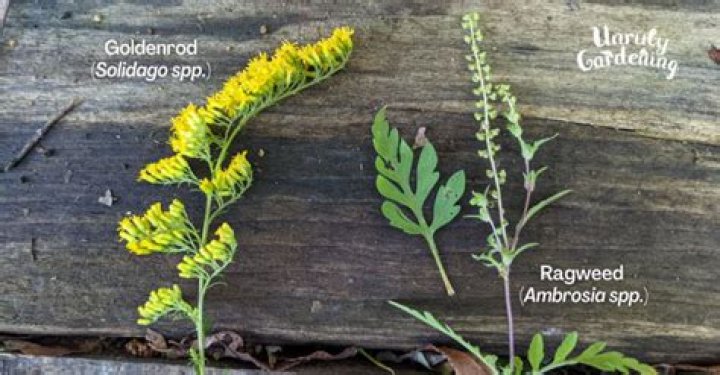 Are goldenrod and ragweed the same