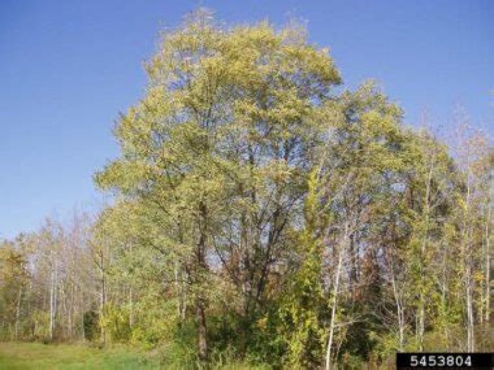 Are locust trees invasive