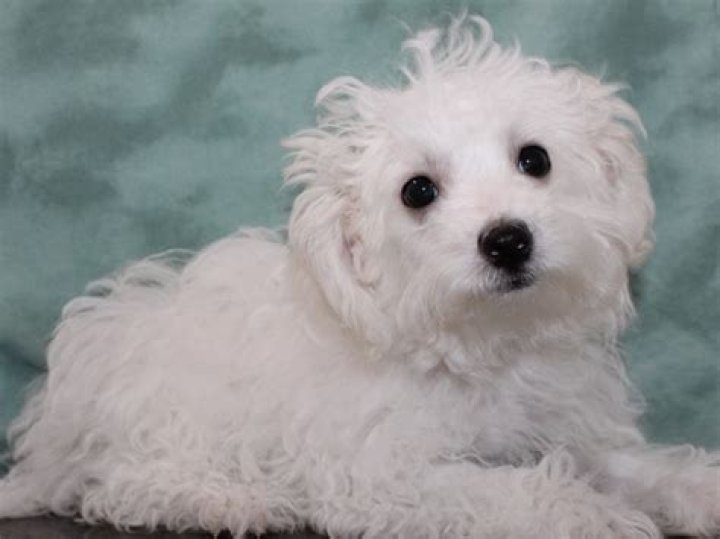 Are Maltichons easy to train