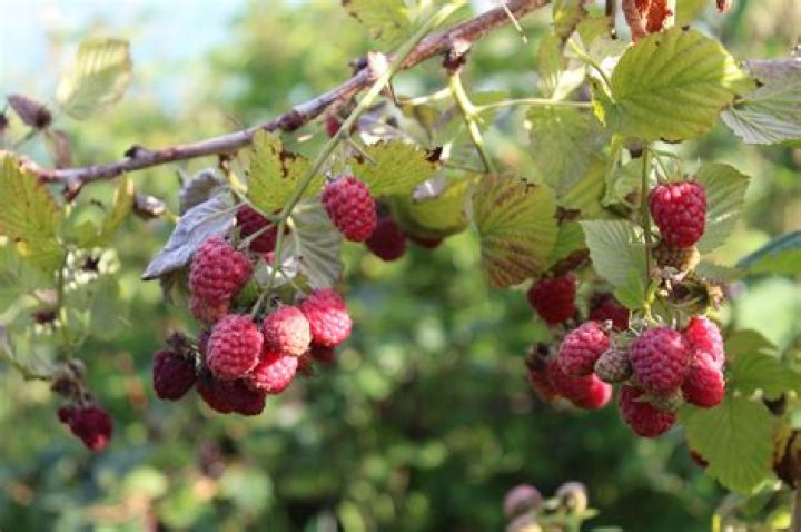 Are raspberries native to California