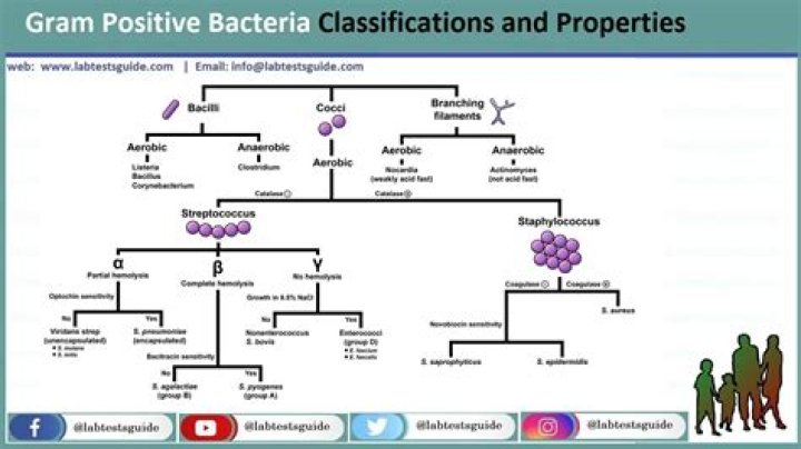 Are rod shaped bacteria Gram positive or negative