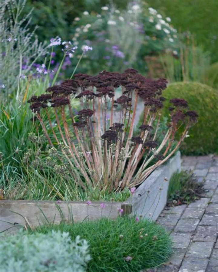 Are sedums winter hardy