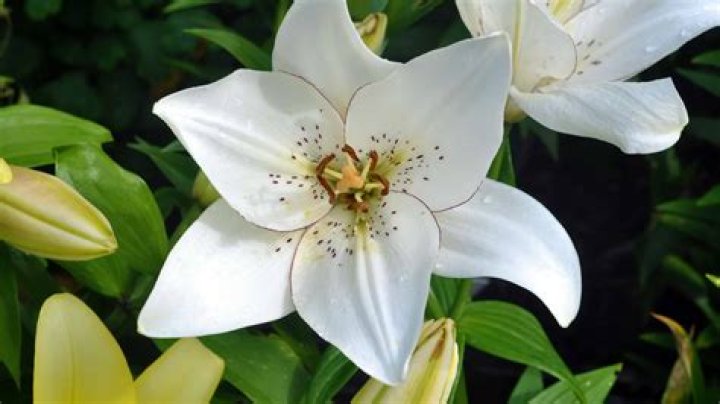 Are there white lilies