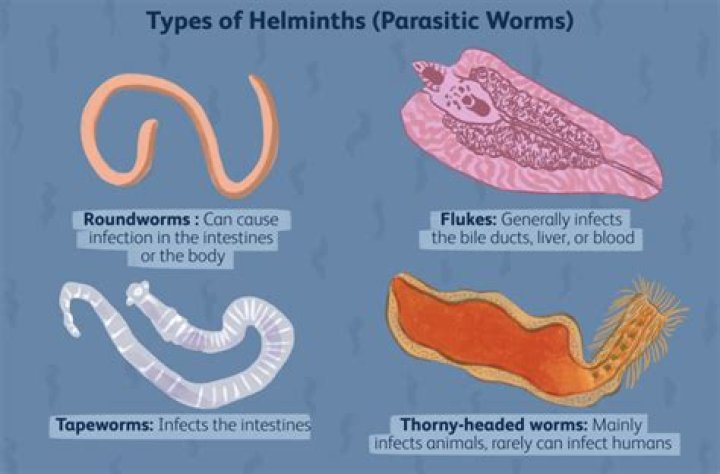 Are Worms Used In Hot Dogs
