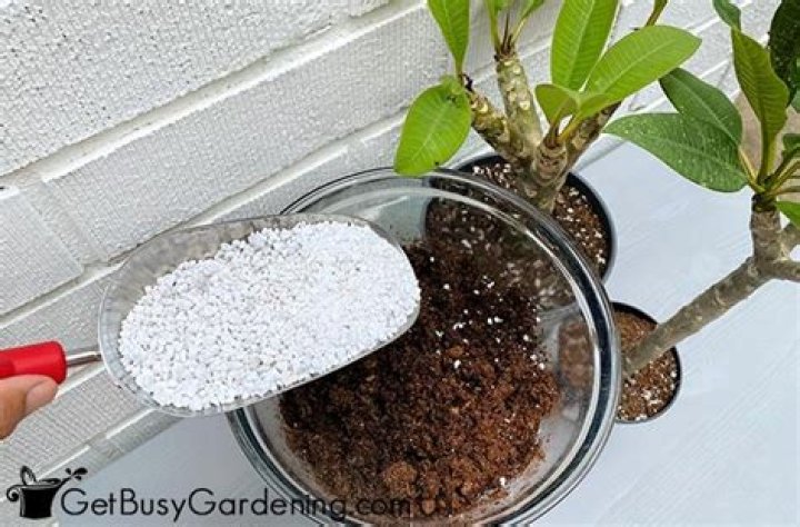 Best Potting Mix For Frangipani