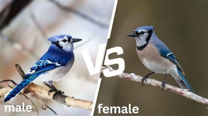 Blue jay facts - How To Discuss
