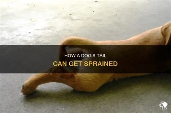 Can A Dog Sprain Their Tail