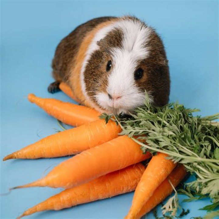 Can a guinea pig eat a carrot