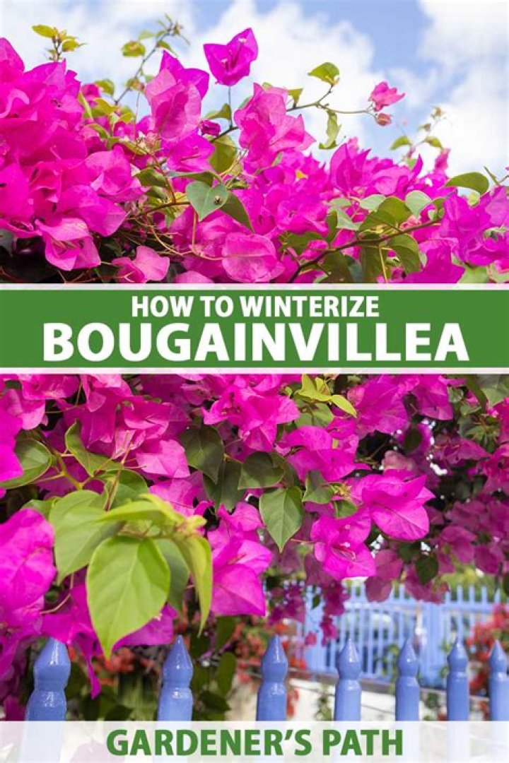 Can Bougainvillea grow in South Carolina