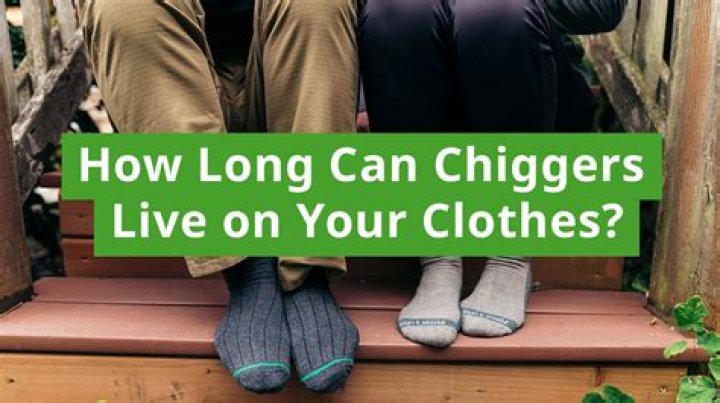 Can chiggers live in your furniture