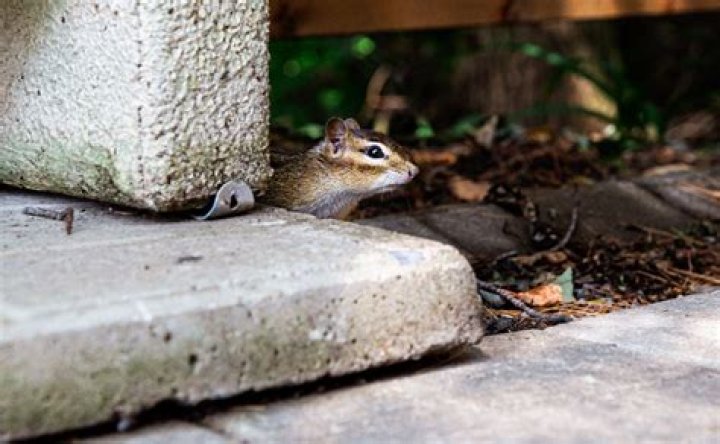 Can Chipmunks burrow through concrete