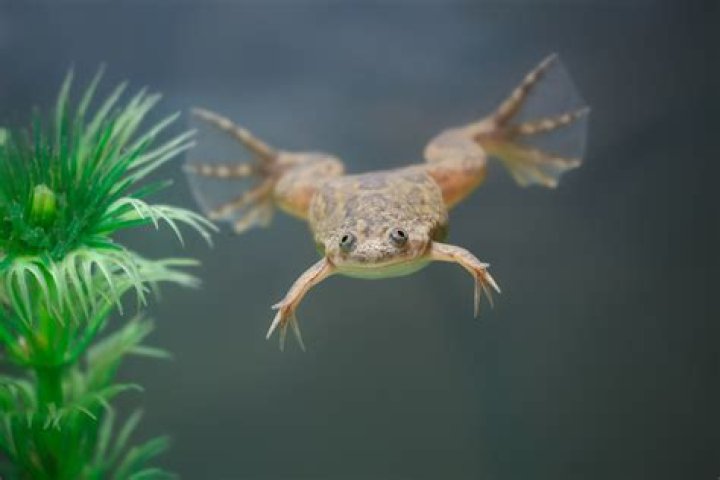Can Clawed Frogs Live With Fish