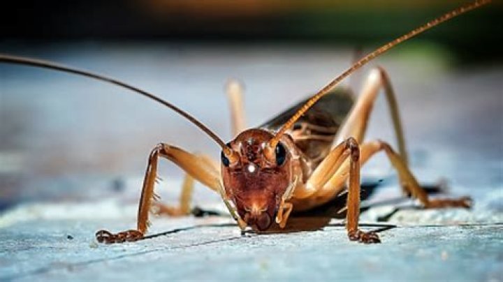 Can crickets determine the temperature