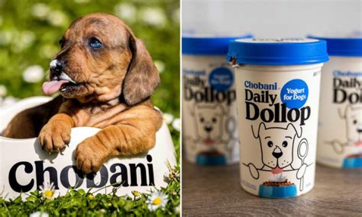 Can Dogs Eat Chobani Yogurt