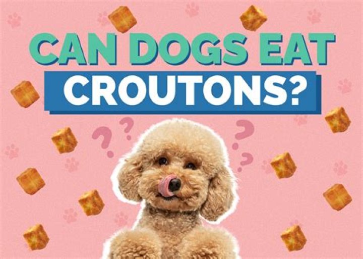 Can Dogs Eat Croutons - How To Discuss