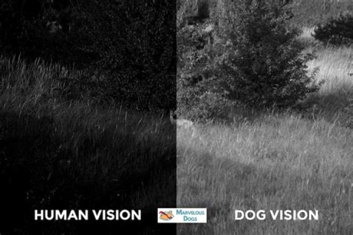 Can Dogs See In The Dark?