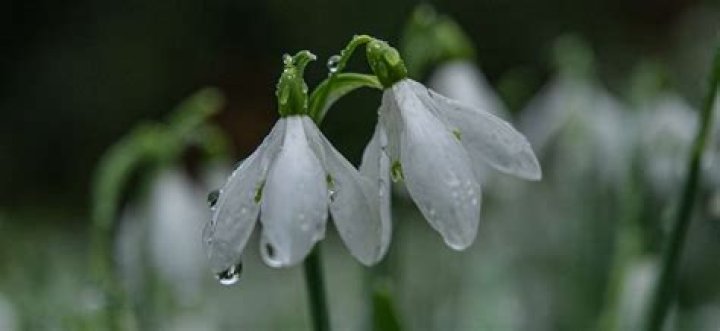 Can I dig up snowdrops