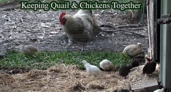 Can I keep quail with chickens