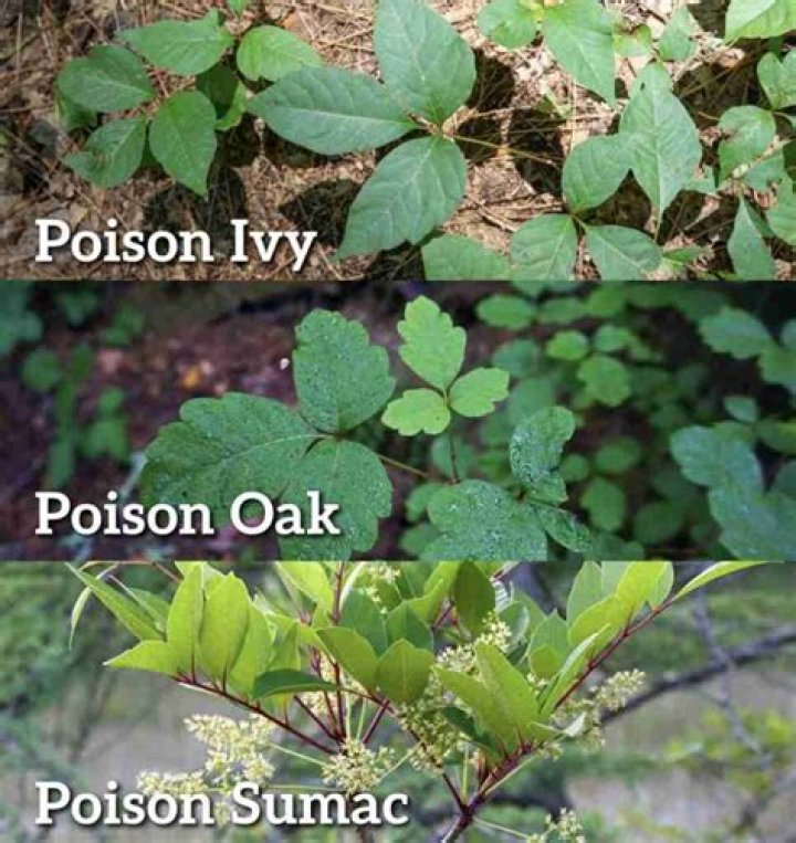 Can poison oak get in your bloodstream