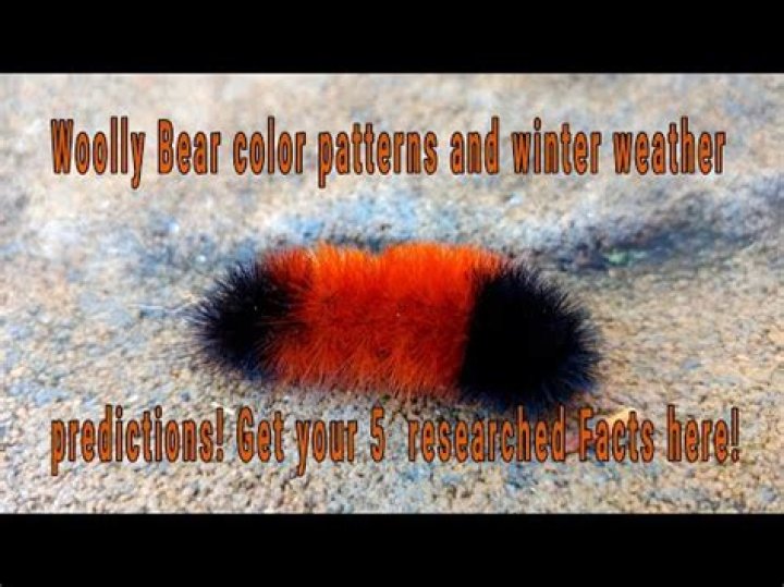 Can wooly bear caterpillars survive winter