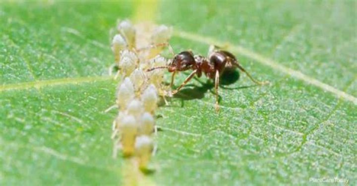Can you eat aphid honeydew