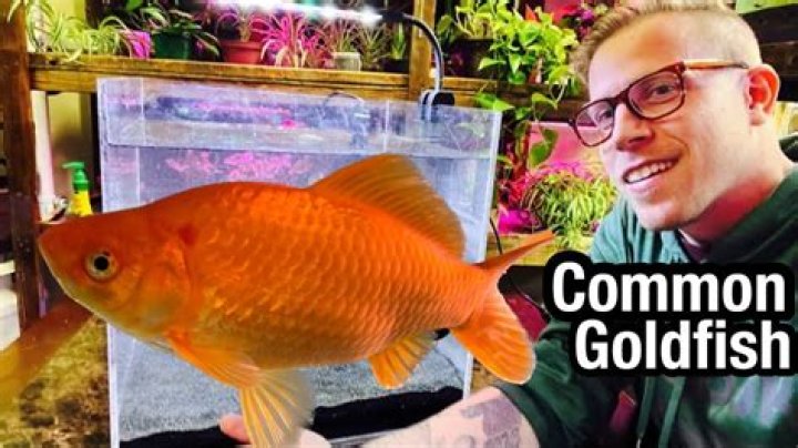 Can You Eat Goldfish - How To Discuss