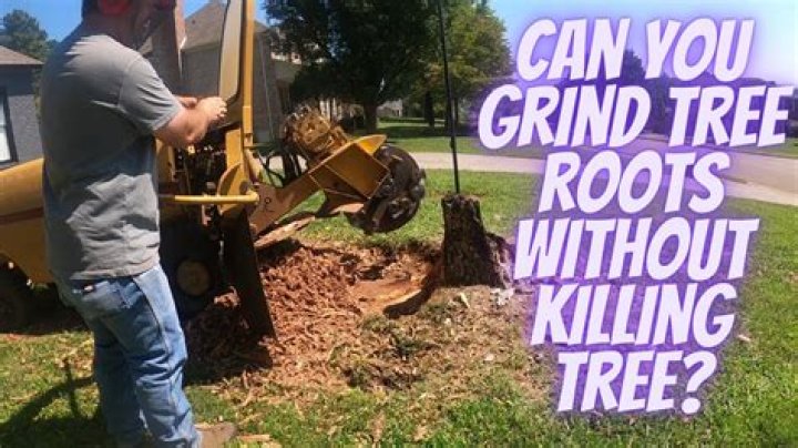 Can you grind tree roots