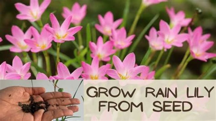 Can you grow rain lilies from seed