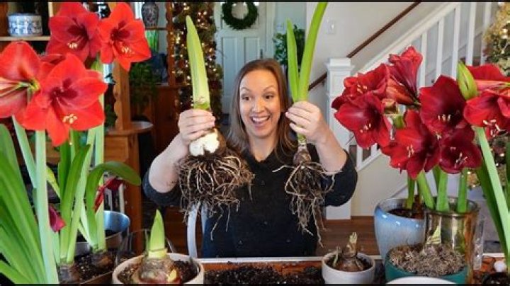 Can you regrow Amaryllis