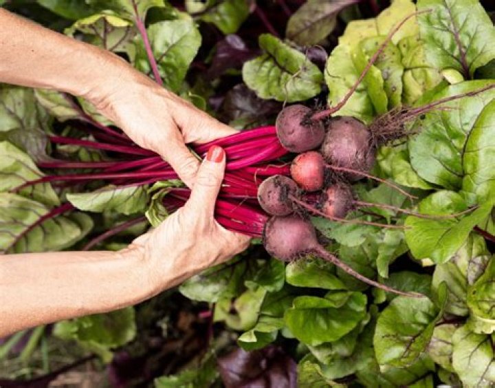 Carbs in beets - How To Discuss