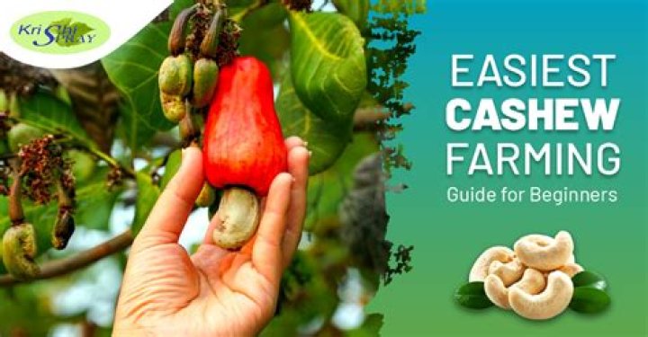 Cashews Before Bed - How To Discuss