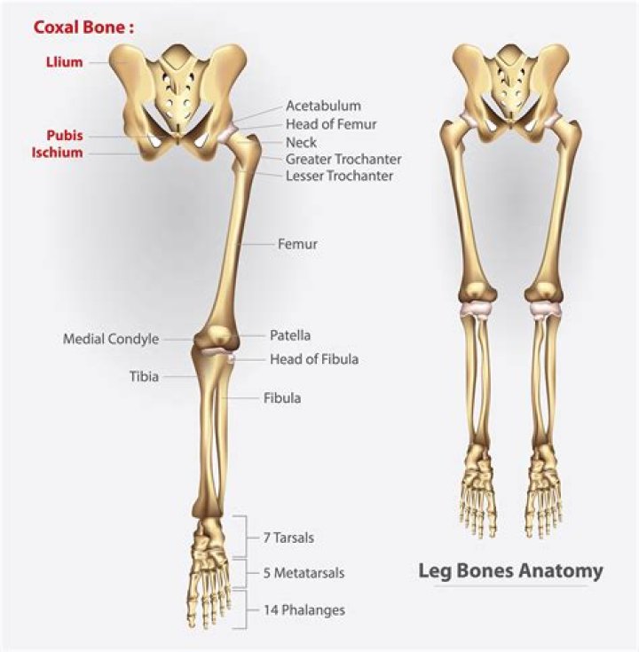 Combining Form For Larger Lower Leg Bone