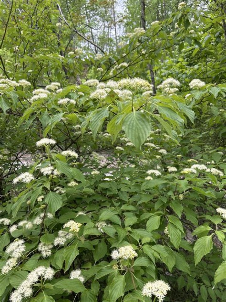 Cornus Racemosa Edible - How To Discuss