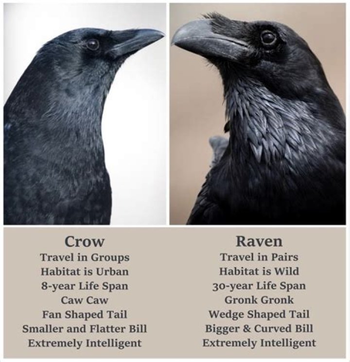 Crow facts - How To Discuss