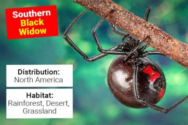 Do black widow spiders live in houses