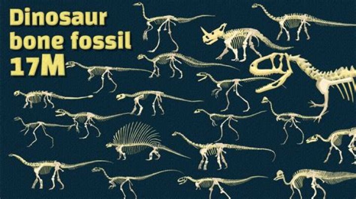 Do dinosaur bones decompose