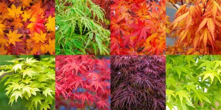 Do Japanese maples change color