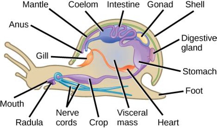 Do mollusks have a brain