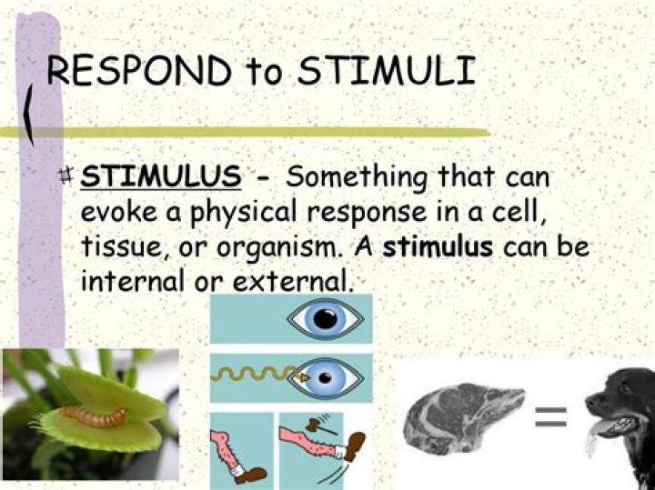 Do organisms respond to stimuli