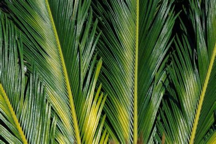 Do palm tree leaves grow back