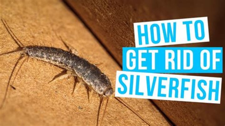Do silverfish go in ears