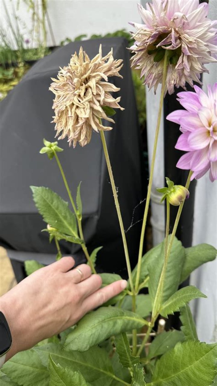 Do you cut back dahlias in winter