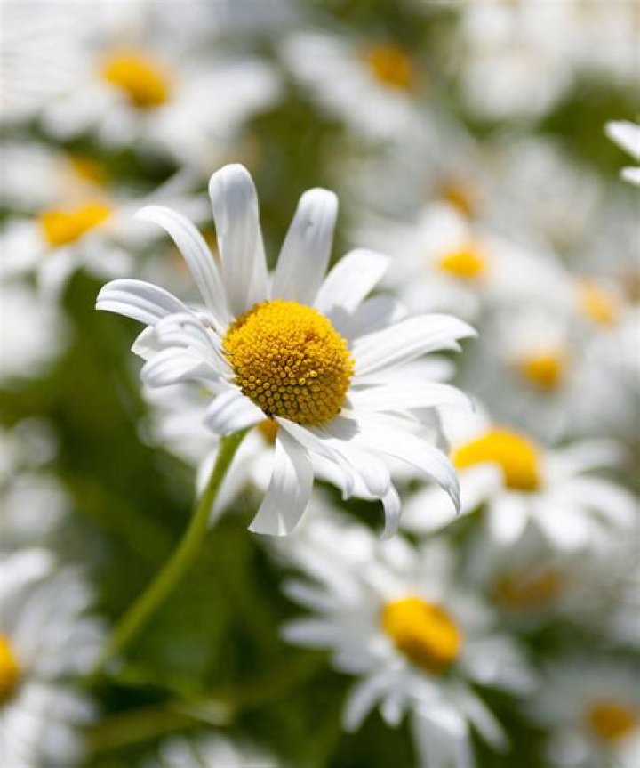 Do you cut back daisies