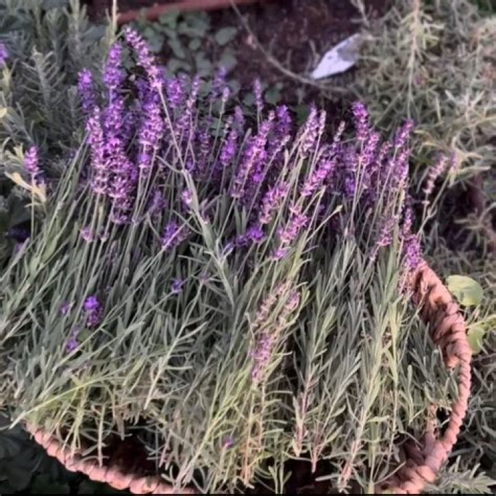Does lavender grow wild in Arizona