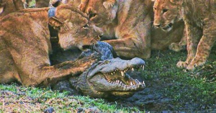Does lion eat crocodile?