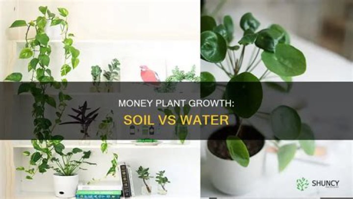 Does money plant grow better in soil or water